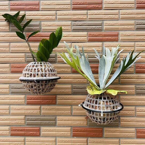 Staghorn Fern & Orchid Hanging Basket Planter Kit 6-Inch Plastic & Metal Bracket - Picture 7 of 8